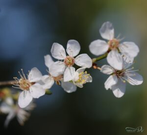Photographie fleur blanche macro