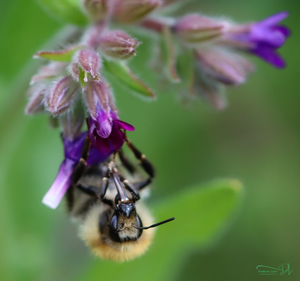 Photographie insecte macro
