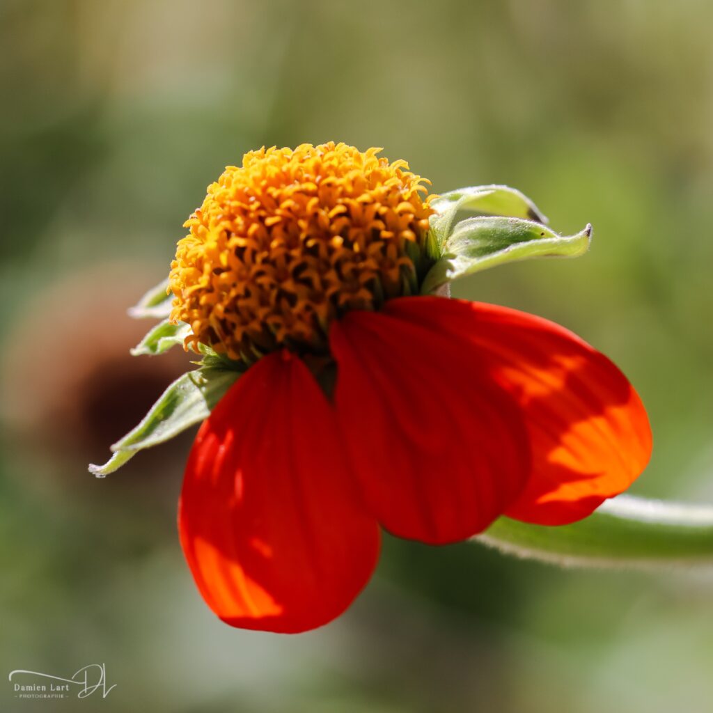 Photographie fleur macro
