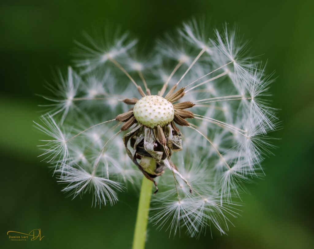 Photographie fleur macro