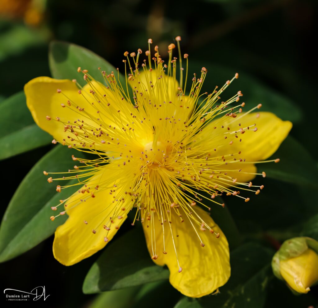 Photographie fleur macro