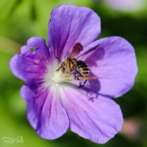Photographie fleur macro