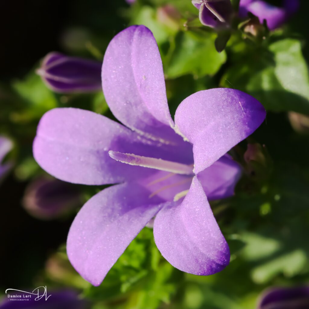 Photographie fleur macro