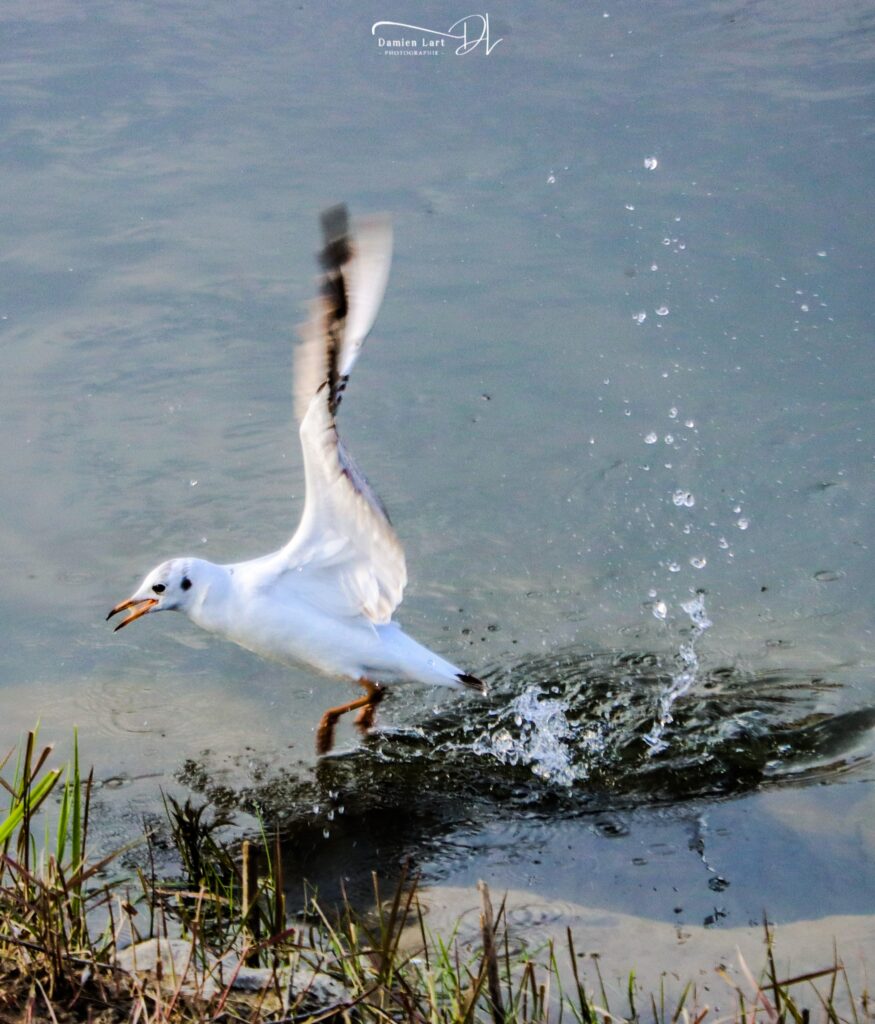 Photographie oiseau