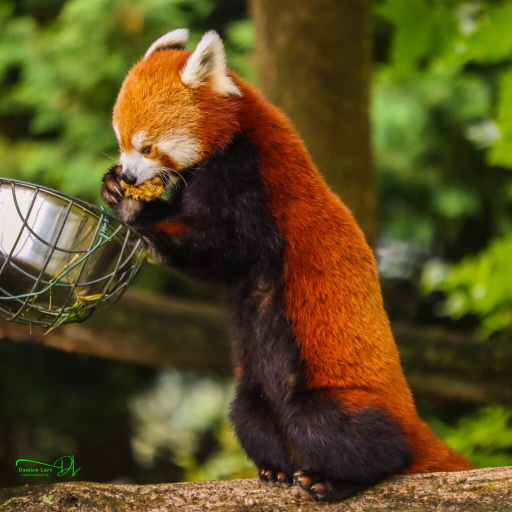 Photographie animal