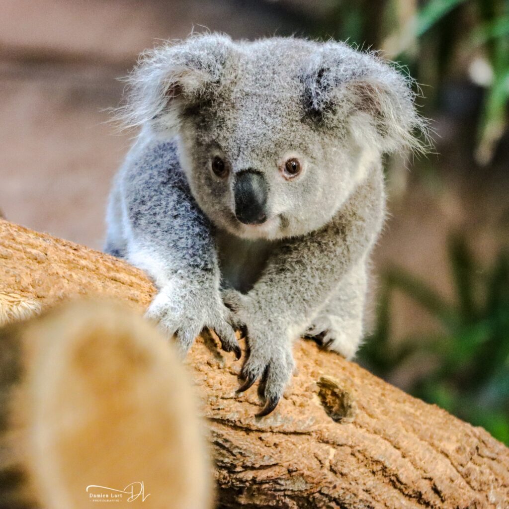 Photographie animal
