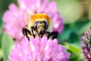 Photographie insecte macro
