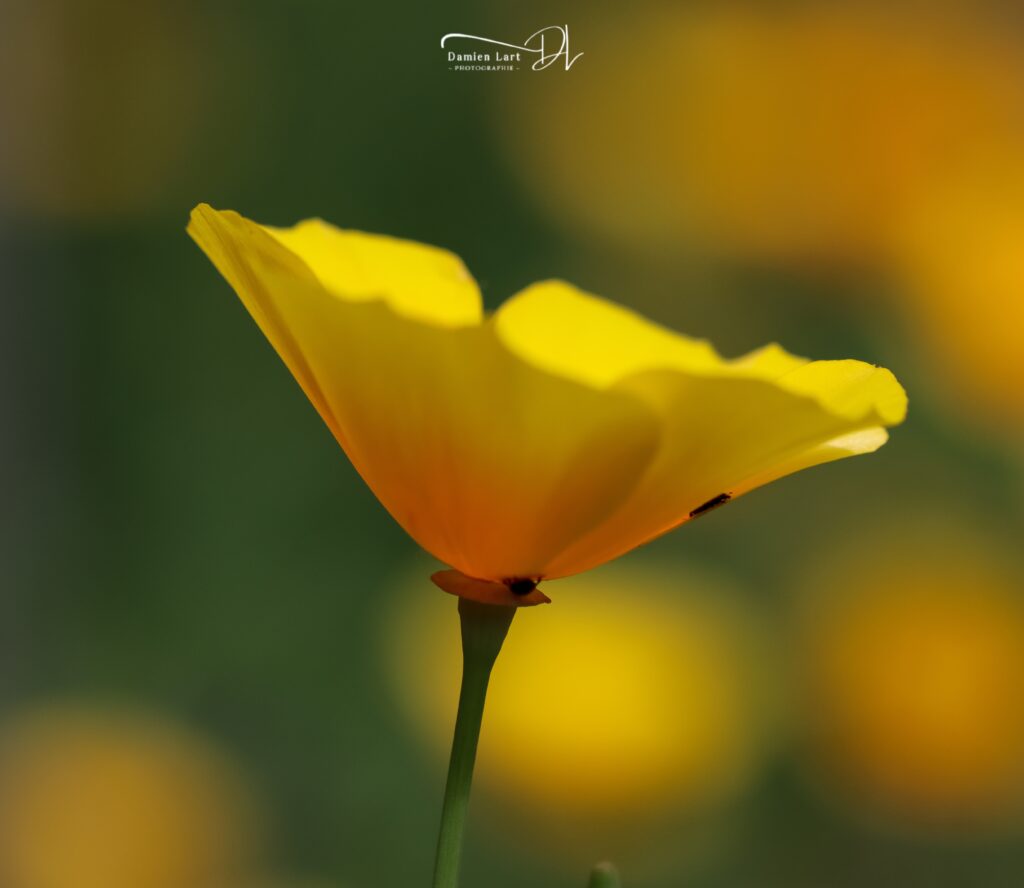 Photographie fleur macro