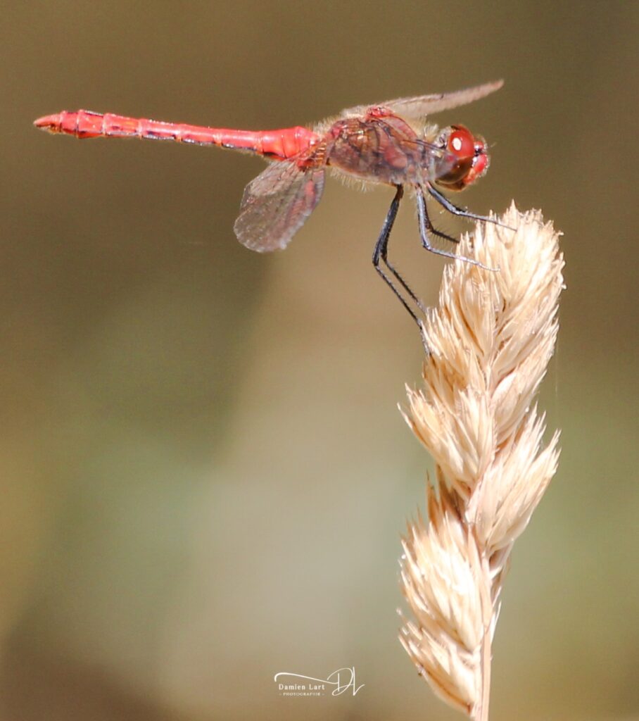 Photographie fleur et insecte macro